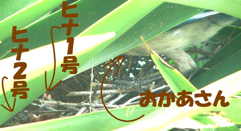 おかあさんとヒナたち